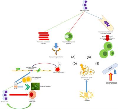 Frontiers Secondary Immunodeficiency In Hematological Malignancies